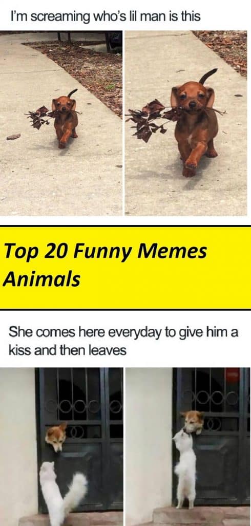 Top 20 Funny Memes Animals