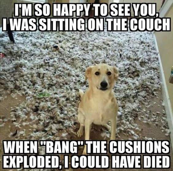 Top 25 Funny Dogs Memes Laughing 