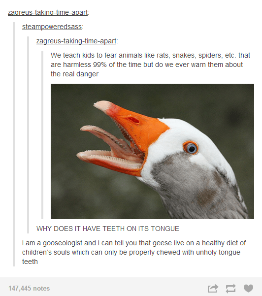 29 Smuggle Duck Duck Goose Meme - Memes Feel