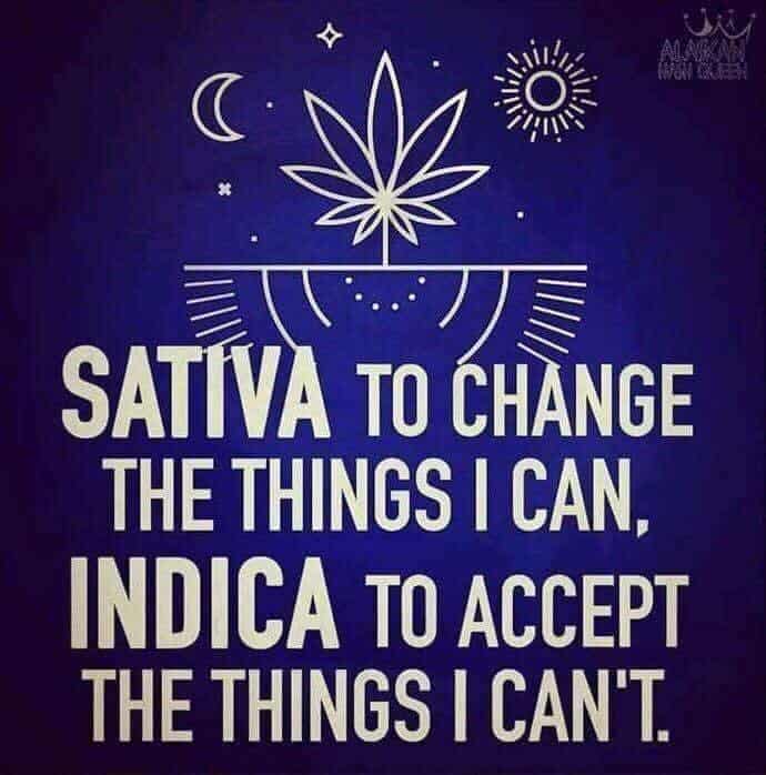 Sativa And Indica Memes 10