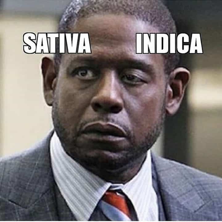 Sativa And Indica Memes 11