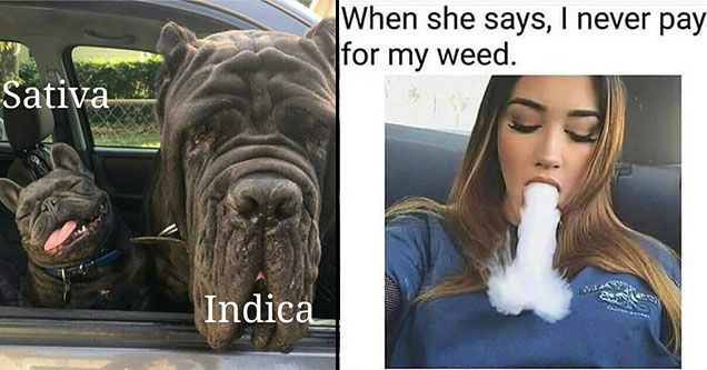Sativa And Indica Memes 19