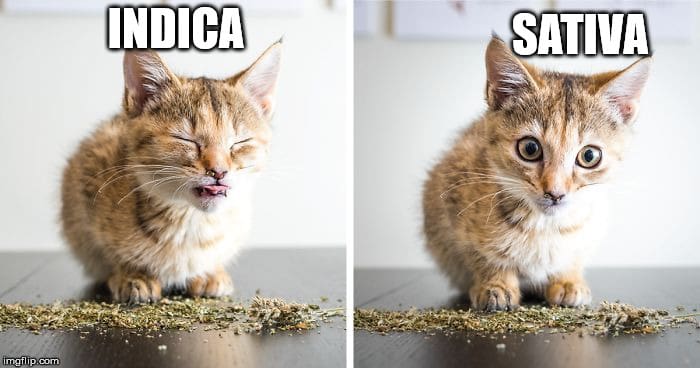 Sativa And Indica Memes 2