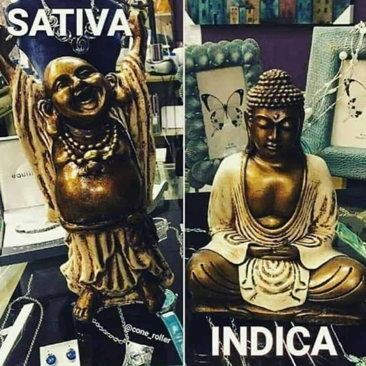 Sativa And Indica Memes 7