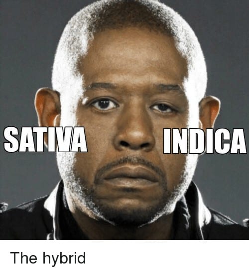 Sativa And Indica Memes 9 1