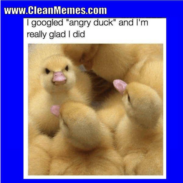 clean memes 5