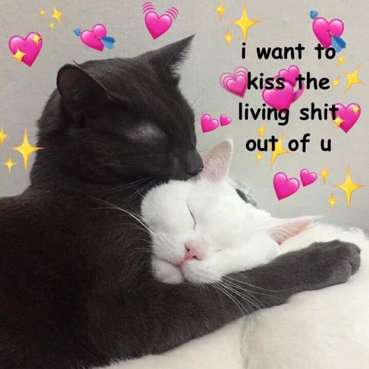 Wholesome cat memes 6