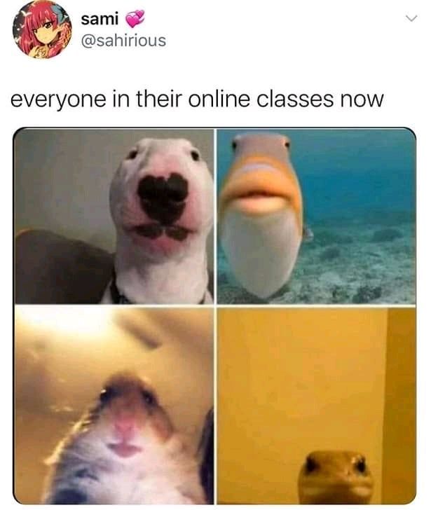 Online school memes clean 4