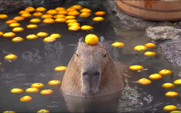 Capybara with orange on head