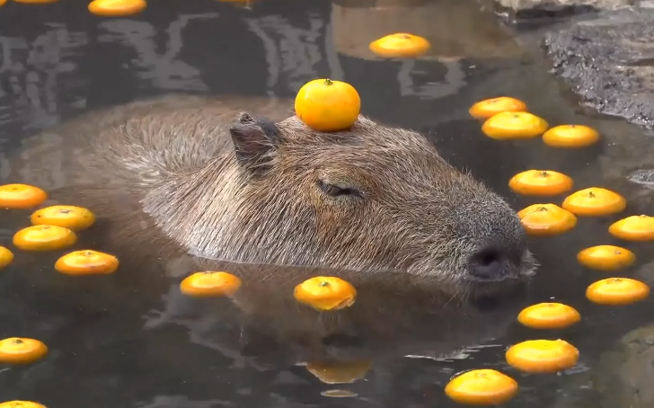 Capybara with orange on head1