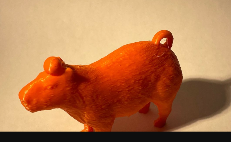 Capybara with orange on head10