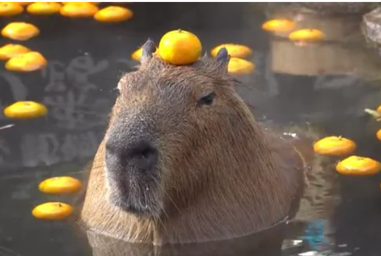 Capybara with orange on head2