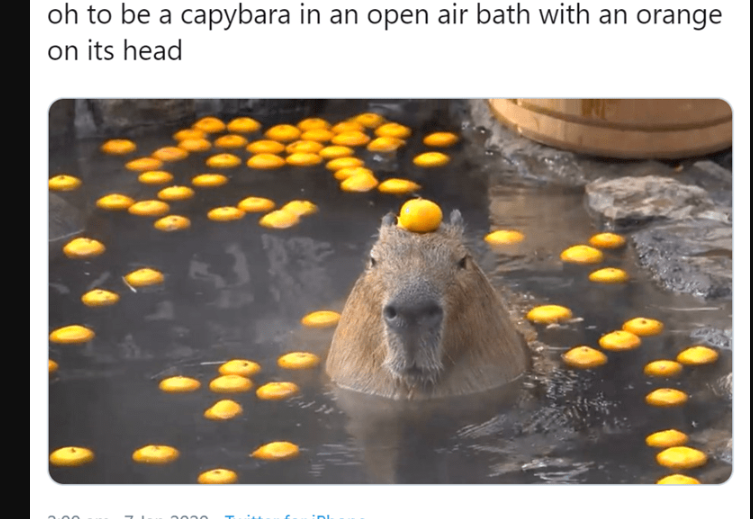 Capybara with orange on head4