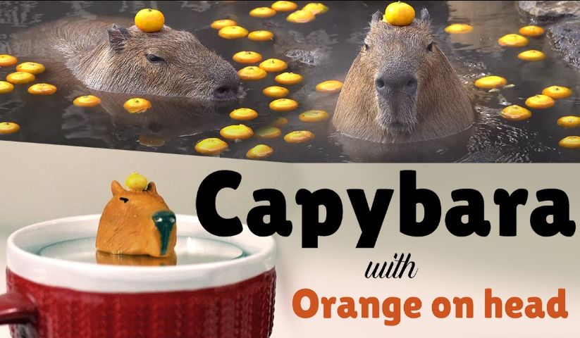Capybara with orange on head5
