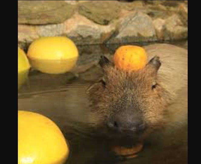 Capybara with orange on head6