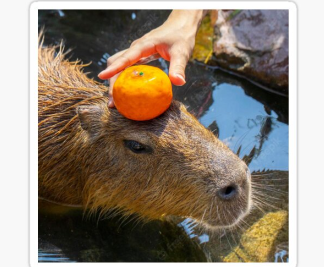 Capybara with orange on head7