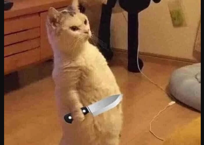 Cat knife meme1