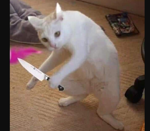 Cat knife meme3