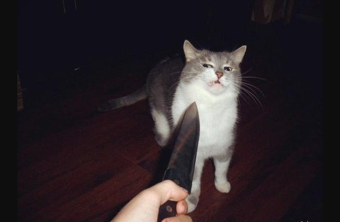Cat knife meme5