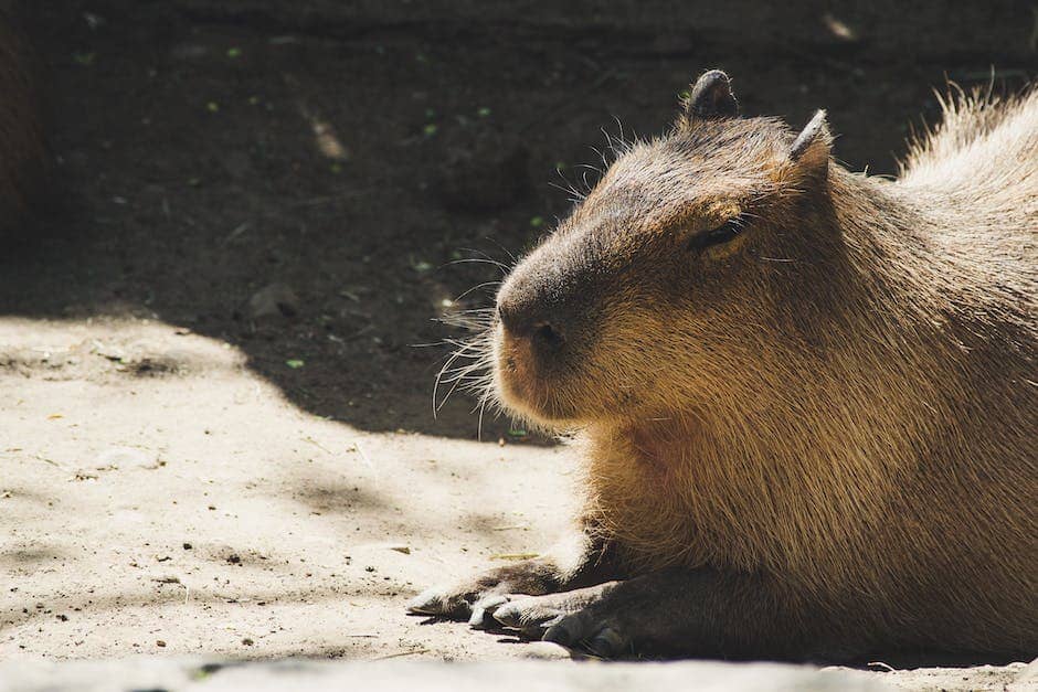 capybara meme_1