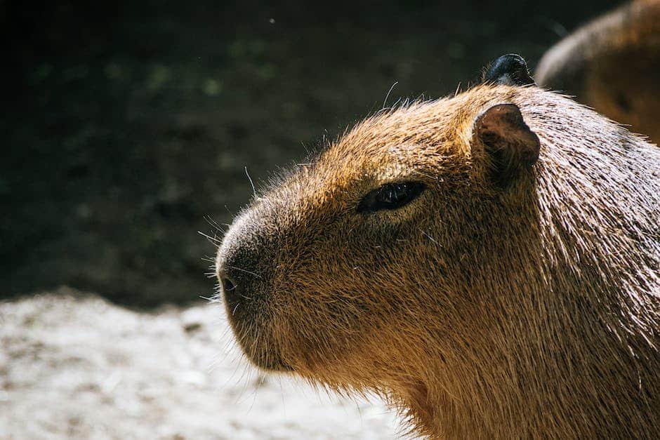capybara meme_2