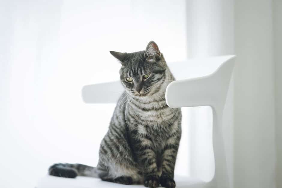 cat sitting on chair meme_1