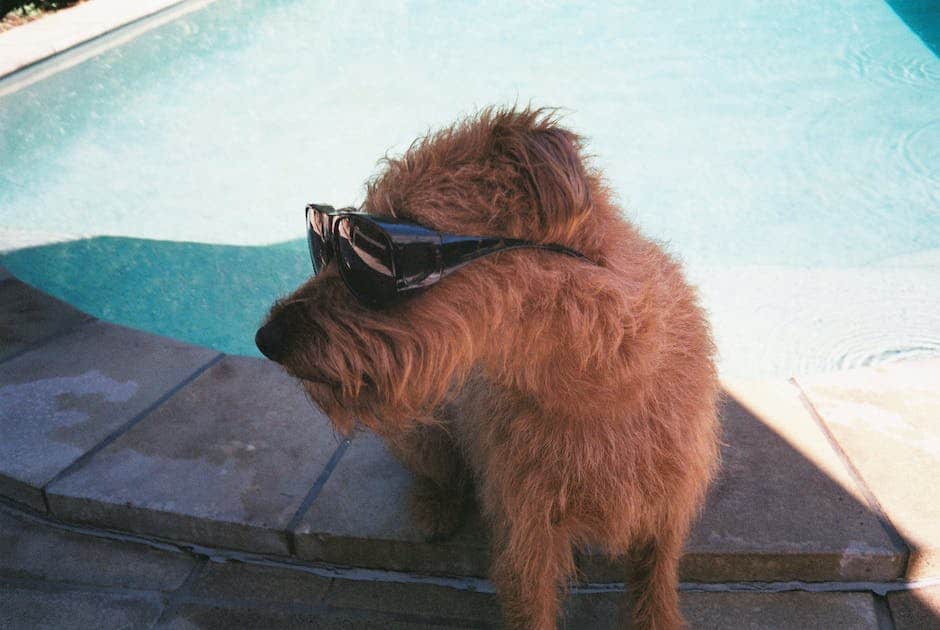 dog with sunglasses meme_1
