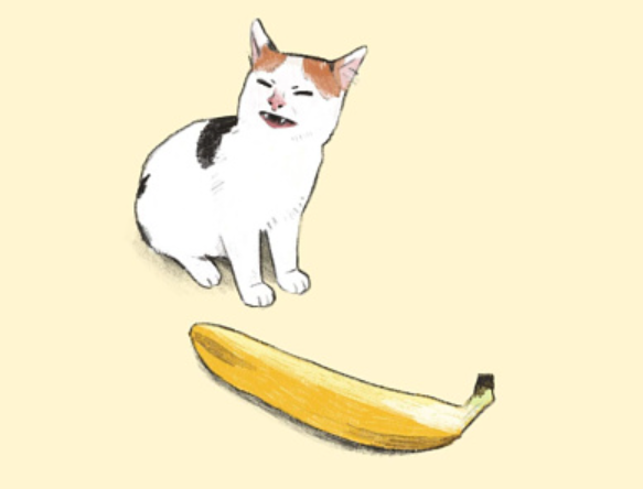 Banana cat meme14