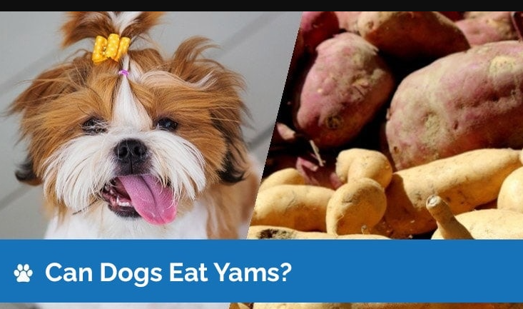 What does can i get to the yams mean8